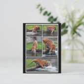 シベリアの虎はがき ポストカード (スタンド正面)