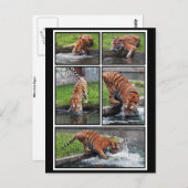 シベリアの虎はがき ポストカード (正面/裏面)