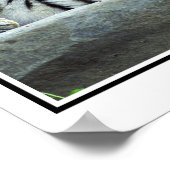 シベリアの虎 ポスター (角)