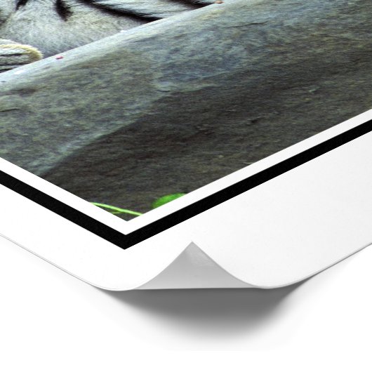 シベリアの虎 ポスター (角)