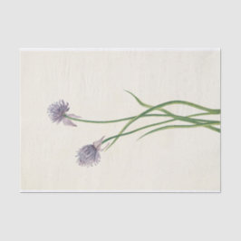 シベリアオニオンバイマリーブヴォーウォルコット 薄葉紙