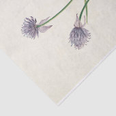 シベリアオニオンバイマリーブヴォーウォルコット 薄葉紙 (詳細)