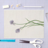 シベリアオニオンバイマリーブヴォーウォルコット 薄葉紙 (クラフト)