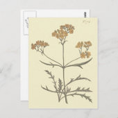 シベリアカノラー植物学イラストレーション ポストカード (正面/裏面)