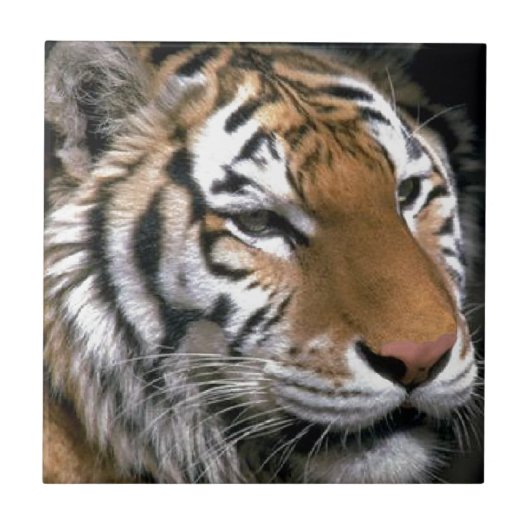 シベリアタイガー愛好家アート タイル (正面)
