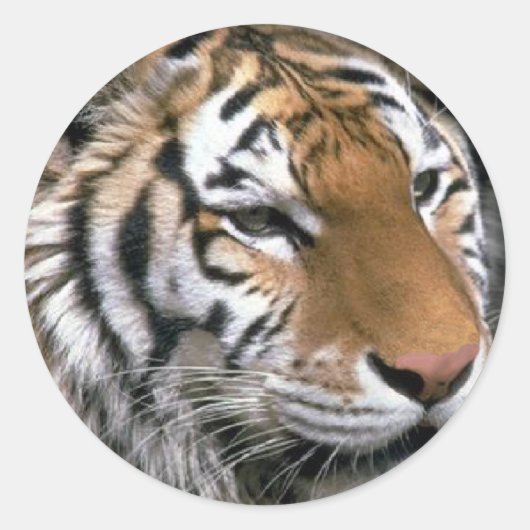 シベリアタイガー愛好家アート ラウンドシール (正面)