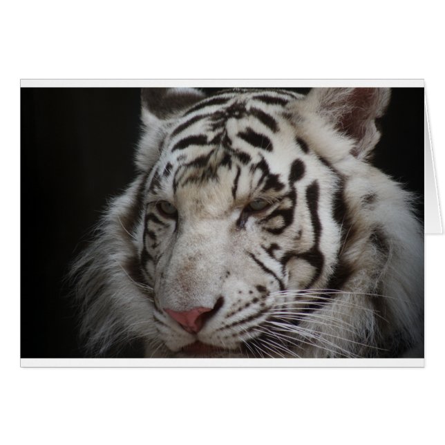 シベリアトラ (正面横)