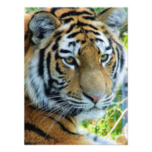 シベリアトラ、アムールトラ 写真紙 フォトプリント