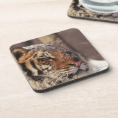 シベリアトラ コースター (左側)