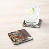 シベリアトラ コースター (右側)