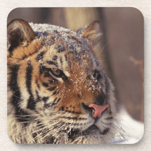 シベリアトラ コースター (正面)