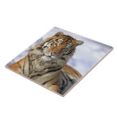 シベリアトラ、ヒョウ属のチグリス川のaltaica、アジア、 タイル (側面)