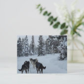 シベリアハスキーサファリ ポストカード (スタンド正面)