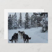 シベリアハスキーサファリ ポストカード (正面/裏面)