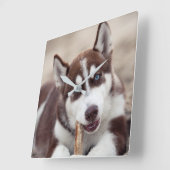 シベリアハスキーパピーアットザビーチ スクエア壁時計 (傾斜)