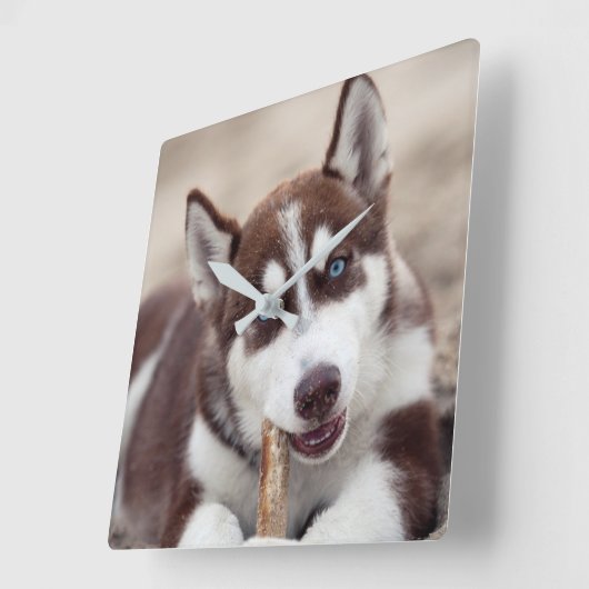 シベリアハスキーパピーアットザビーチ スクエア壁時計 (傾斜)