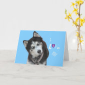 シベリアハスキー誕生日カード カード (黄色い花)