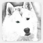 シベリアハスキー青い目のファインアートスケッチ スクエアシール (正面)