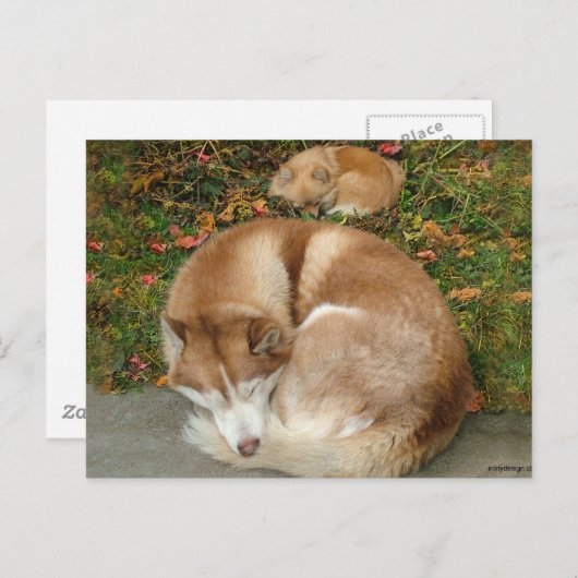 シベリアハスキー&ドイツクラインスピッツポメラニア犬 ポストカード (正面/裏面)