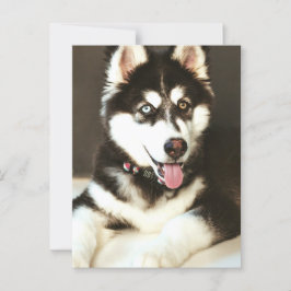 シベリアベビーハスキー犬の写真はがき ポストカード