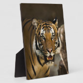 シベリアンタイガー フォトプラーク (側面)