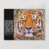 シベリアンタイガー ポストカード (正面)
