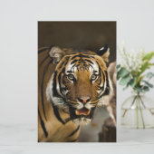 シベリアンタイガー 便箋 (スタンド正面)