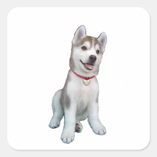 シベリアンハスキーの子犬 スクエアシール (正面)