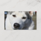 シベリアンハスキー犬の写真の名刺 名刺 (裏面)
