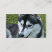 シベリアンハスキー犬の名刺 名刺 (裏面)