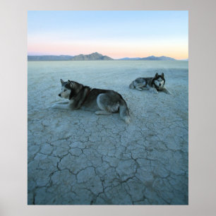 シベリアンハスキー犬、地球温暖化 ポスター