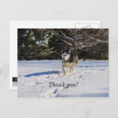 シベリアンハスキー イン ザ スノー サンクス ポストカード (正面/裏面)