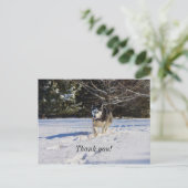 シベリアンハスキー イン ザ スノー サンクス ポストカード (スタンド正面)