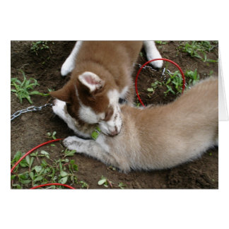 シベリアンハスキー(3)