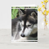 シベリアン・ハスキー・プロフィール・グリーティング・カード カード (黄色い花)