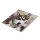 シベリアン·ハスキー·ワンピービーチ タイル (側面)