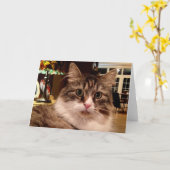 シベリア猫のメッセージカード カード (黄色い花)