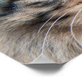 シベリア猫の写真 ポスター (角)