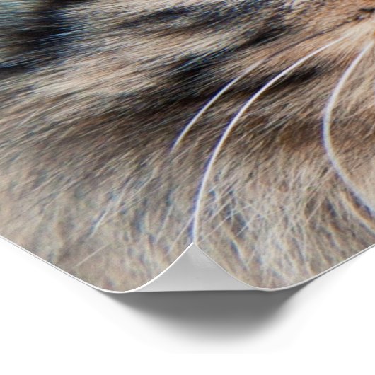 シベリア猫の写真 ポスター (角)