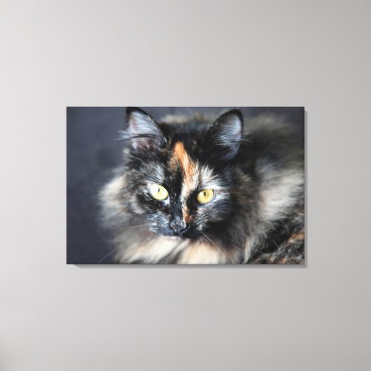 シベリア猫 キャンバスプリント (正面)