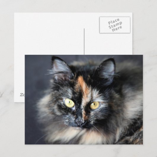 シベリア猫 ポストカード (正面/裏面)