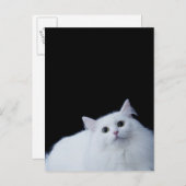 シベリア猫 ポストカード (正面/裏面)