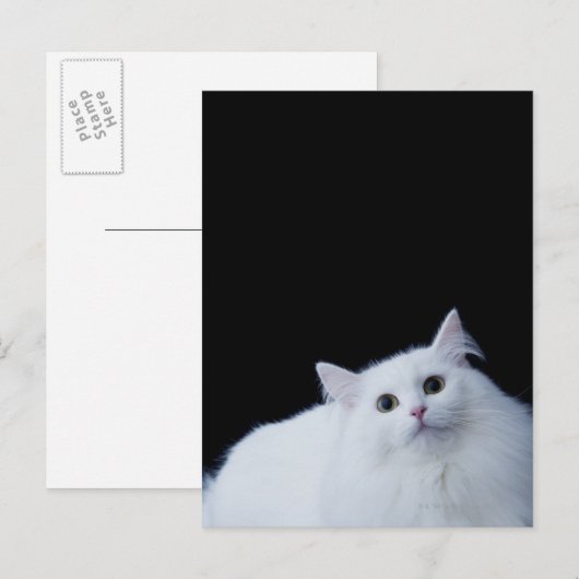シベリア猫 ポストカード (正面/裏面)