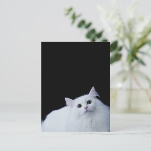 シベリア猫 ポストカード (スタンド正面)