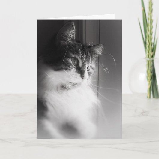 シベリア考え猫のカード カード (正面)