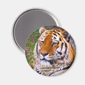 シベリア虎マグネット マグネット (正面/裏面)