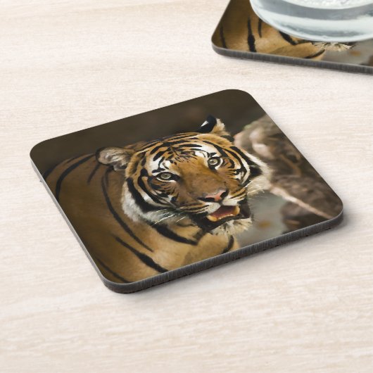 シベリア虎 コースター (左側)