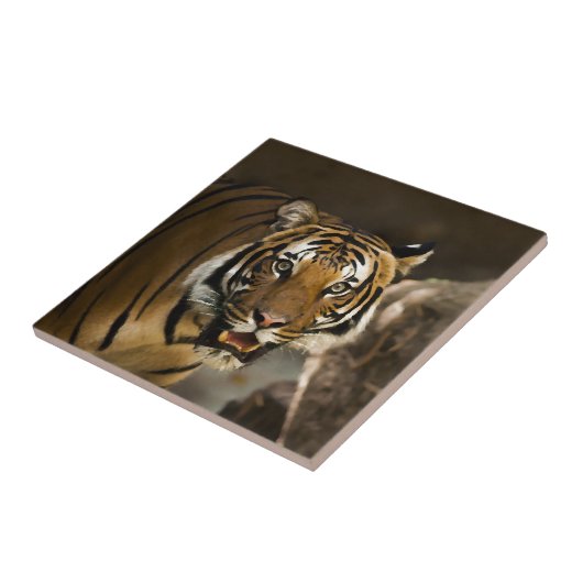 シベリア虎 タイル (側面)