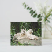 シベリア虎 ポストカード (スタンド正面)