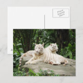 シベリア虎 ポストカード (正面/裏面)